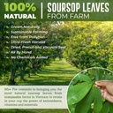 Soursop Graviola Getrocknete Blätter Tee, 250+ Guanabana Blätter, keine Gluten, Wildcrafted, Hoja Guanabana, Loose Blatt Kräutertee, präcut, Relaxing, Good Sleep