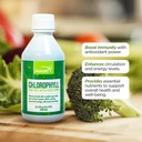 FUNAT Chlorophyll Plus Flüssigkeit mit natürlichem Mint Flavor - Nährstoff-Rich Grün Ergänzung für Energie & Wellness, einfach zu verwenden Tropfen - 8.1 FL OZ
